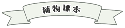 植物標本いろいろ