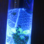 Fairy Tube